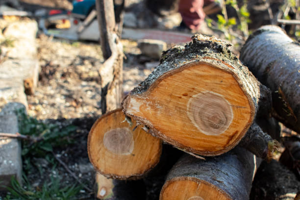 Best Storm Damage Tree Cleanup  in Plantation, FL