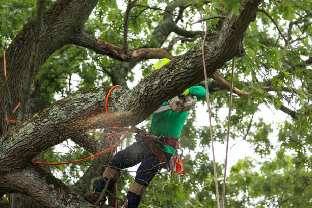 Reliable Plantation, FL Tree Removal Services Solutions